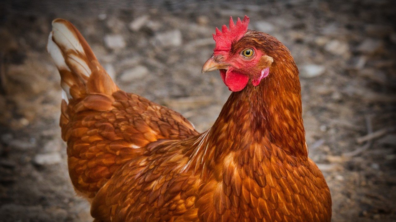 Gallina de los huevos de oro